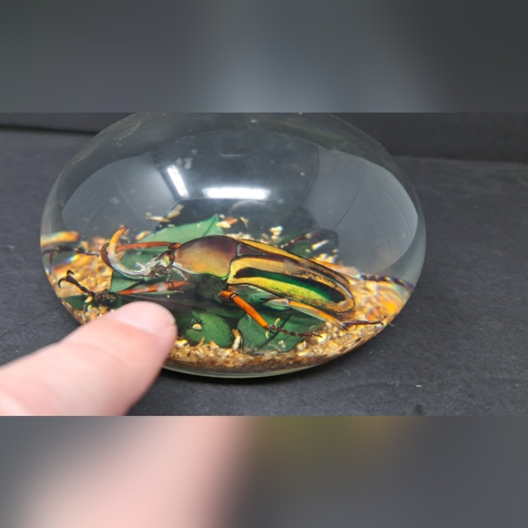 Vintage Lucite Paperweight Containing A Large Beatle - Picture 2 of 7